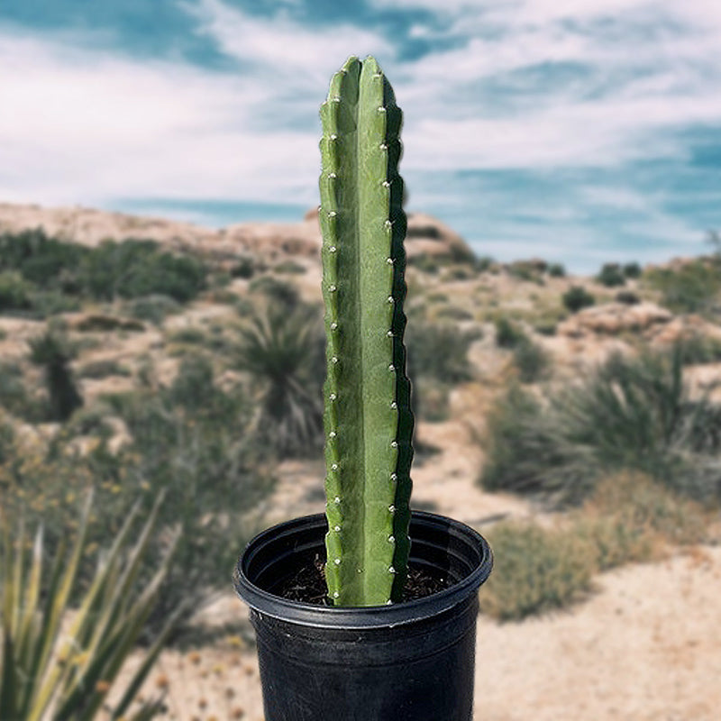 Peruvian Apple Cactus