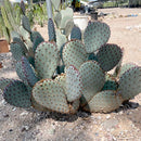 Santa Rita x Beavertail Hybrid