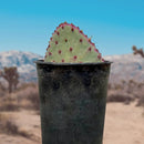 Santa Rita Prickly Pear by The Cactus Outlet