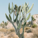 "Snow White" Prickly Pear