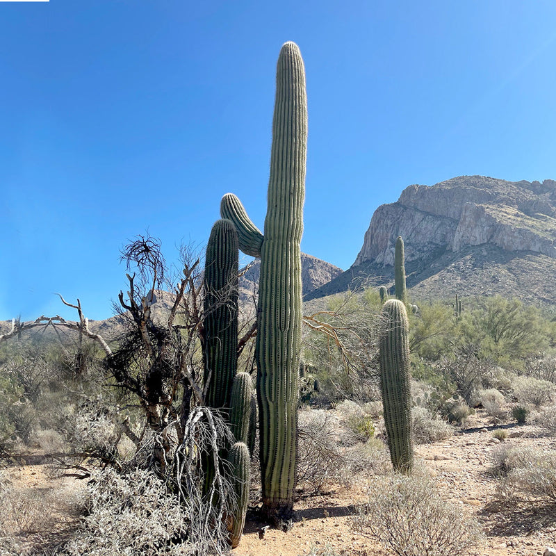 Saguaro Cactus