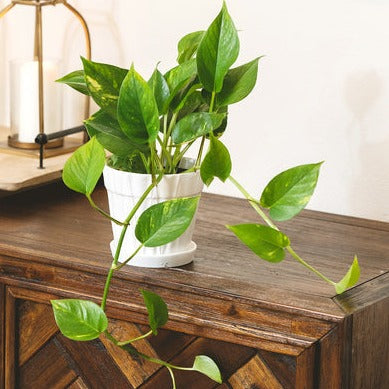 7 inch Decorative Ceramic Pot With Saucer