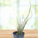 Candelilla