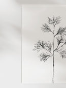 Cedar Stem