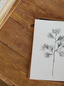Cedar Stem