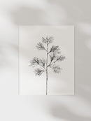 Cedar Stem