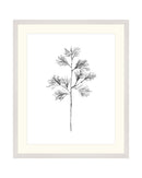 Cedar Stem