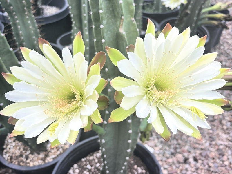 Peruvian Apple Cactus