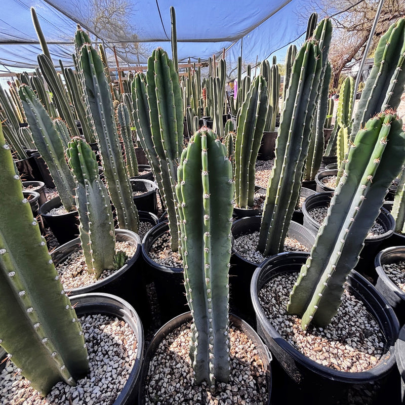 Peruvian Apple Cactus