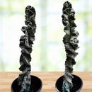 Cereus Twist Cactus