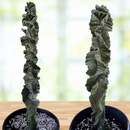 Cereus Twist Cactus