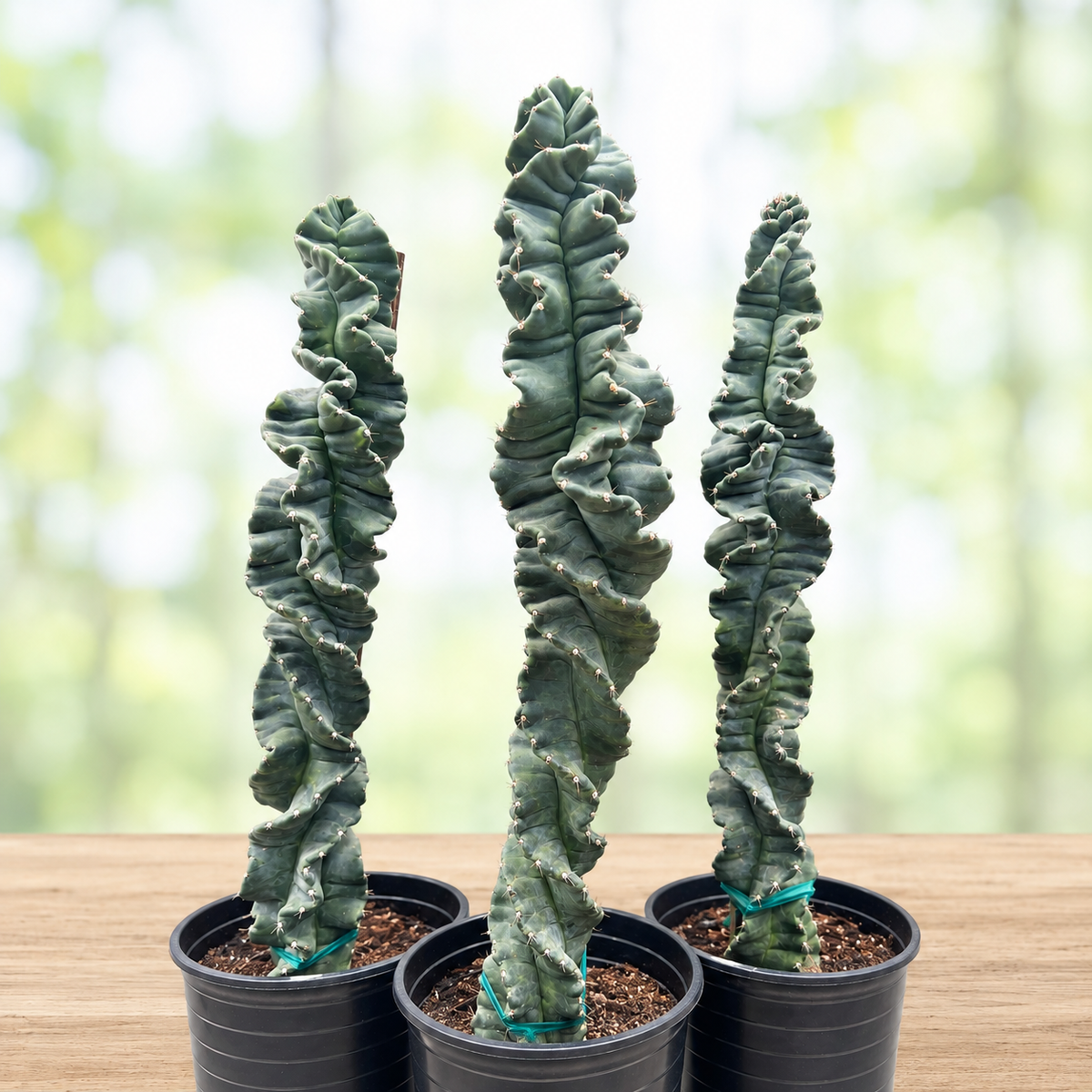 Cereus Twist Cactus