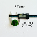 Sample Marimo Moss Balls For Aquarium Multiple Size - Kokedama Japanese Algae Ball by Moss Artistry