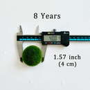 Sample Marimo Moss Balls For Aquarium Multiple Size - Kokedama Japanese Algae Ball by Moss Artistry
