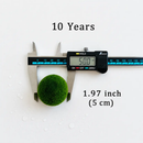 Sample Marimo Moss Balls For Aquarium Multiple Size - Kokedama Japanese Algae Ball by Moss Artistry