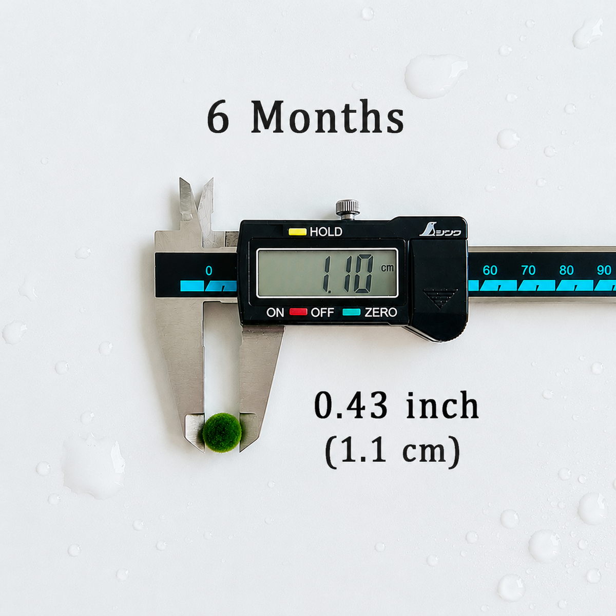 Marimo Moss Ball Aquarium 6-12 Month 0.8-1.5cm Marimo Moss Balls: 5/10/20/50PCS