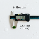 Marimo Moss Ball Aquarium 6-12 Month 0.8-1.5cm Marimo Moss Balls: 5/10/20/50PCS by Moss Artistry