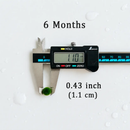 Sample Marimo Moss Balls For Aquarium Multiple Size - Kokedama Japanese Algae Ball by Moss Artistry