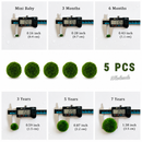 Marimo Moss Ball Aquarium 6-12 Month 0.8-1.5cm Marimo Moss Balls: 5/10/20/50PCS by Moss Artistry