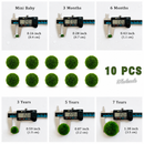 Marimo Moss Ball Aquarium 6-12 Month 0.8-1.5cm Marimo Moss Balls: 5/10/20/50PCS by Moss Artistry