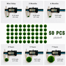 Marimo Moss Ball Aquarium 6-12 Month 0.8-1.5cm Marimo Moss Balls: 5/10/20/50PCS by Moss Artistry