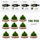 Marimo Moss Balls For Aquarium 3 Month 0.5-0.8cm Marimo Moss Balls: 5/10/20/50PCS Kokedama Japanese Algae Ball Wholesale