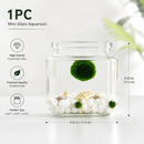 800ml Glass Container 1-Quart Jars with Glass Lids by Moss Artistry