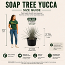 Soap Tree Yucca by The Cactus Outlet