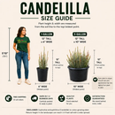Candelilla by The Cactus Outlet