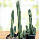 Peruvian Apple Cactus by The Cactus Outlet