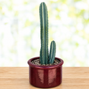 Peruvian Apple Cactus by The Cactus Outlet