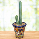 Peruvian Apple Cactus by The Cactus Outlet