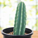 Peruvian Apple Cactus by The Cactus Outlet