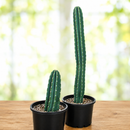 Peruvian Apple Cactus by The Cactus Outlet