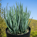 Aloe "Blue Elf" by The Cactus Outlet
