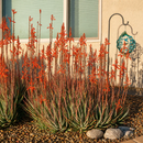 Aloe "Blue Elf" by The Cactus Outlet