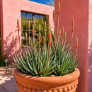 Aloe "Blue Elf" by The Cactus Outlet