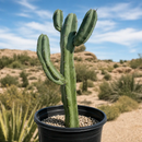 Blue Flame Cactus by The Cactus Outlet
