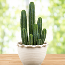 Trichocereus Pachanoi by The Cactus Outlet