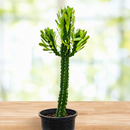 Euphorbia Royaleana by The Cactus Outlet