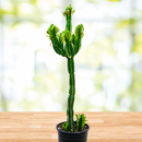 Euphorbia Royaleana by The Cactus Outlet