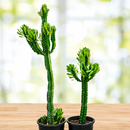 Euphorbia Royaleana by The Cactus Outlet