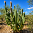 Senita Cactus by The Cactus Outlet