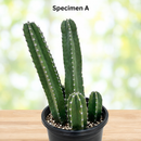 Senita Cactus by The Cactus Outlet