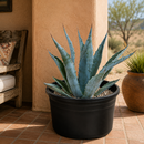 Agave Americana by The Cactus Outlet