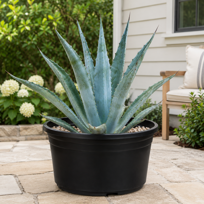 Agave Americana, photo 5 of 6