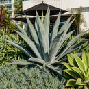 Agave Americana by The Cactus Outlet