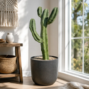 Blue Flame Cactus by The Cactus Outlet