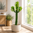 Euphorbia Royaleana by The Cactus Outlet
