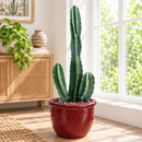 Peruvian Apple Cactus by The Cactus Outlet